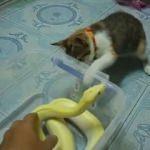 Yılana tokat atan kedi