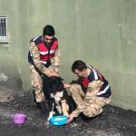 Yaralı köpeğe Mehmetçik şefkati