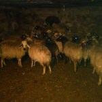 Çalınan koyunlar 28 gün sonra bulundu