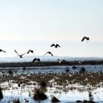 Kızılırmak Deltası için UNESCO Dünya Mirası Listesi'ne başvuru