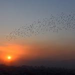 Manisa'da sığırcık kuşlarından görsel şölen