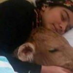 Şimdi de hasta buzağısıyla fotoğraflarını paylaştı