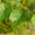 Asma yaprağının faydaları nelerdir? Asma yaprağı kürü nasıl yapılır?