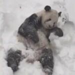 Sevimli panda karı görünce kendinden geçti