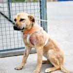Antalya'da sokak köpeği kesici aletle boynundan yaralandı