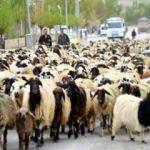 300 koyun projesi'ne yoğun talep