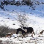 6 kurdun arasına dalan cesur at!