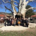 Taraklı'daki 7 asırlık çınar ağacına yoğun ilgi