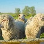 TİGEM 300 koyun destek başvurusu için son saatler! Başvuru detayları...