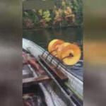 Akılalmaz icat! Balıkları saniyeler i&ccedil;erisinde...