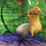 Karizmayı çizdiren hamster