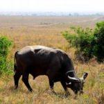 Kenya'da başkentin göbeğinde safari heyecanı