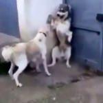 Yavrulara sesini fazla yükseltince...