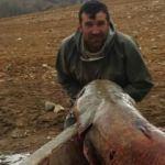 Baraj gölünde 81 kiloluk balık yakaladı!