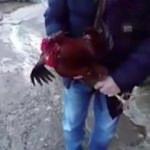 Bıçak korkusu horoza 'Anne' dedirtti