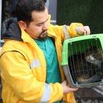 CHP'nin kedisi "Şero" sağlığına kavuştu