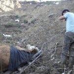 Bartın'da inek kurtarma operasyonu