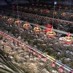 Tavuk çiftliğindeki yangında 22 bin civciv telef oldu