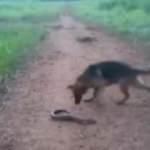 Elektrikli yılan balığını ısıran köpek