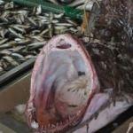 Marmara'dan çıkan dev fener balığı korkuttu