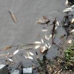 Yeşilırmak'ta toplu balık ölümleri görüldü