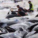 Avustralya’da 150 balina karaya vurdu