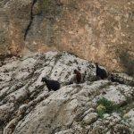 Adıyaman'da ke&ccedil;i kurtarma operasyonu