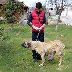 Sokak köpeğinin memesinden 2 kilogramlık kitle çıkarıldı