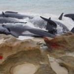 Sahilde feci görüntüler! 150 balina kıyıya vurdu