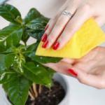 Temizlikte kullanılan yiyecekler 