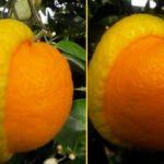 G&ouml;ren şaşırıyor! Yarısı limon, yarısı portakal...