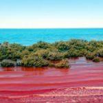 Kızıl gelgit nedir? Nerelerde görülür? 