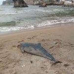Bartın'da 2 ölü yunus sahile vurdu