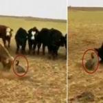 Boğalara kafa tutan kaz!