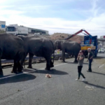 Filler yolu kapattı Şoförler ne yapacağını şaşırdı