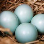 Mavi yeşil yumurtanın faydaları nelerdir?