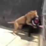 Vahşi aslan genç adama böyle saldırdı