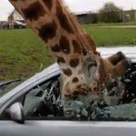 Otomobilin camı zürafanın başında parçalandı!