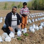 Zirai don Yozgat'ta meyve ve sebzelere zarar verdi