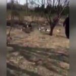 Kedi çetesinden akılalmaz saldırı