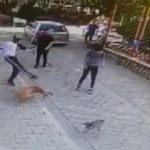 Pitbull dehşeti! Kediye saldırdı