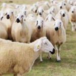 300 koyun projesi Şırnak'ta başlıyor