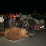 Aydın'da otomobil deveye &ccedil;arptı: 2 yaralı