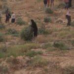 İsrail, Filistinlilerin zeytin ağaçlarını kesti