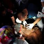 Gözleri görmeyen güreşçi deveye katarakt ameliyatı