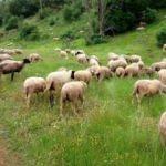 300 Koyun Projesi'nde usulsüzlük iddialarına yanıt