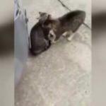 Kavga eden kedileri böyle ayırınca fenomen oldu
