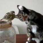 Kedi ile kuşun inanılmaz dostluğu