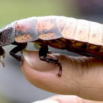 Rüyada böcek görmek ne anlama gelir? Rüyada böcek görmenin tabiri...