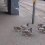 Trafik kurallarına riayet eden ördekler